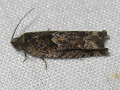 Chimoptesis gerulae