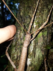 Cladomorphus trimariensis