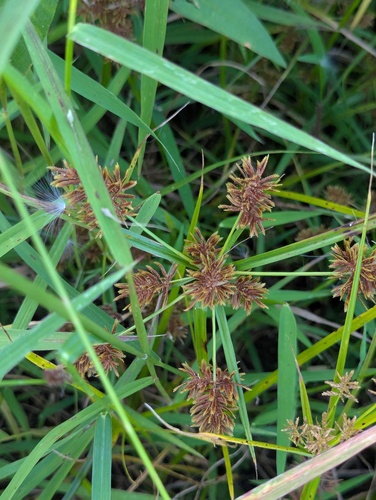 redroot flatsedge (Cyperus erythrorhizos)