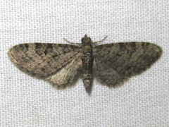 Eupithecia jejunata