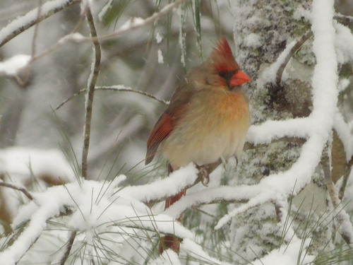 Northern Cardinal photographed in Tennessee