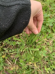 Sisyrinchium pruinosum
