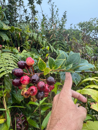 Hoja ancha (Vaccinium racemosum)