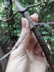 Cladomorphus trimariensis