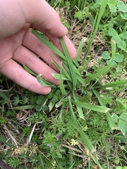 Sisyrinchium pruinosum