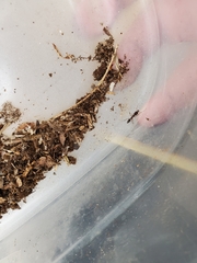 Odontomachus brunneus