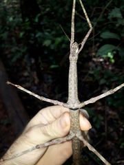 Cladomorphus trimariensis