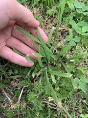 Sisyrinchium pruinosum