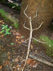 Cladomorphus trimariensis