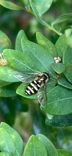 Unknown species found near E Stanton Ave, Columbus, OH, US