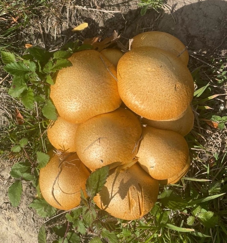 Gymnopilus junonius · March 2026 · photo: © leyton5 (iNaturalist, cc-by)