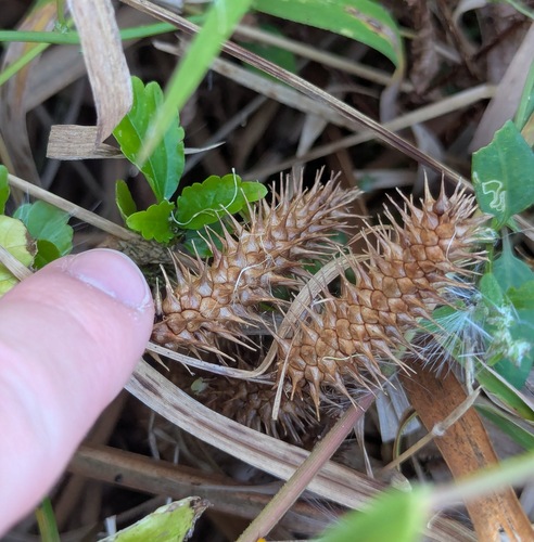 sallow sedge (Carex lurida)