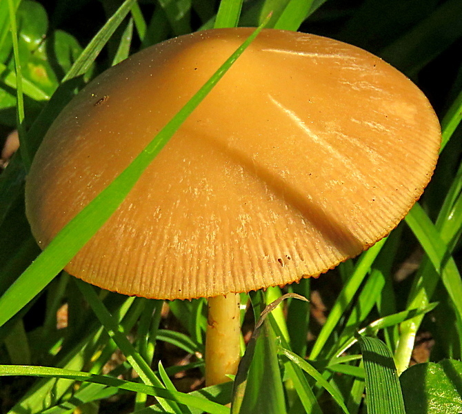 Spadiceogriseae · March 2026 · photo: © jballam (iNaturalist, cc-by)