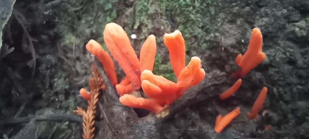 Clavulinopsis sulcata · March 2026 · photo: © lobotaniser (iNaturalist, cc-by-nc)
