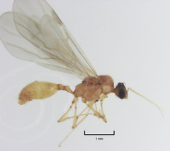 Pheidole rugosula
