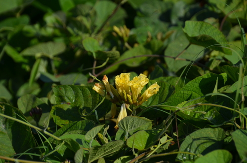 yellow merremia (Camonea umbellata)