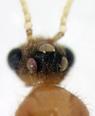 Pheidole rugosula