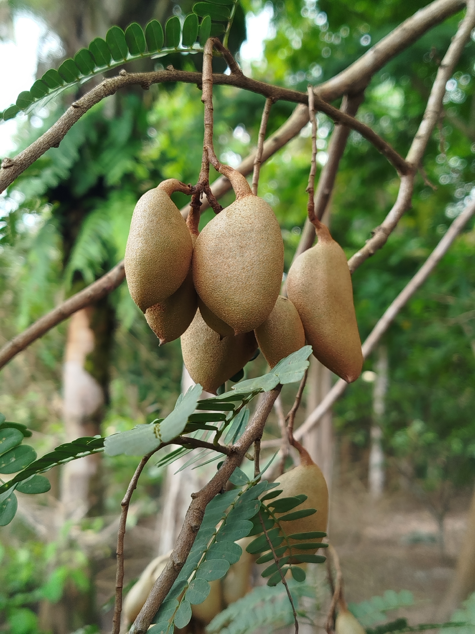 Tamarindus indica