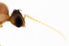 Pheidole rugosula