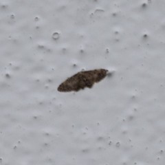 Idaea pervertipennis