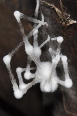 Engyodontium aranearum