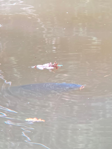 Cyprinus carpio