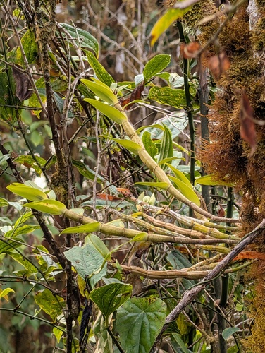 Dendrobium infundibulum, photograph 5
