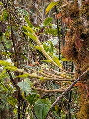 Dendrobium infundibulum, photograph (c) Zac Peterson, some rights reserved (CC BY)