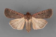 Spaelotis bicava