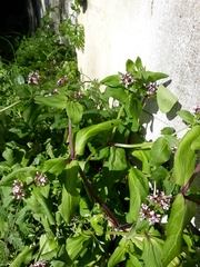 Fedia
