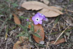 Phlox glabriflora