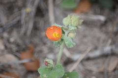 Sphaeralcea lindheimeri