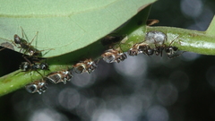 Lophyraspis