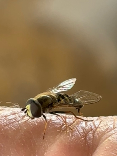 Unknown species found near S Glenbrook Dr, Garland, TX, US