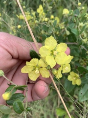 Sphedamnocarpus pruriens