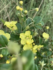 Sphedamnocarpus pruriens