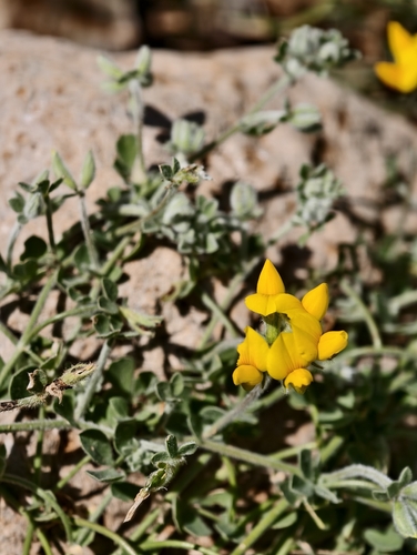 Lotus lancerottensis, photograph 2