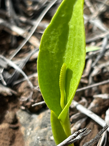 Ophioglossum polyphyllum observed 2026-03-20