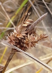 Carex ecklonii