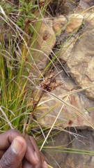 Carex ecklonii