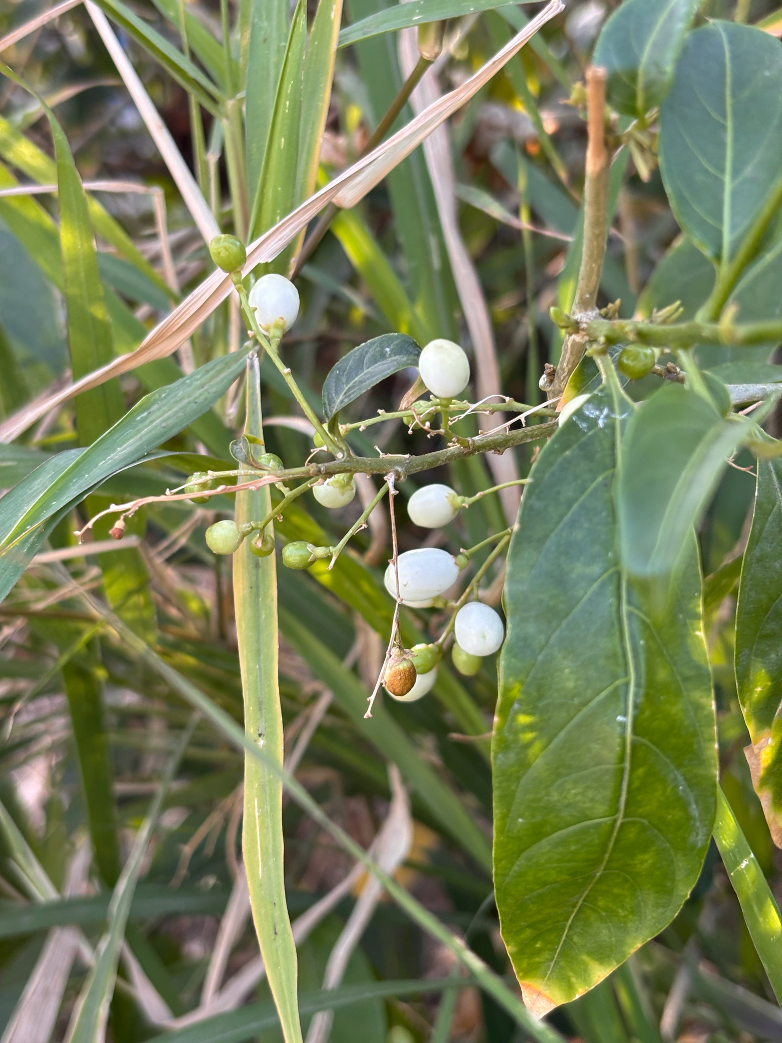 Night Jessamine (Cestrum nocturnum)