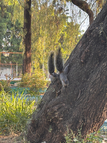 Mexican Gray Squirrel