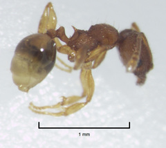 Pheidole rugosula