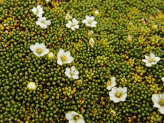 Phyllachne clavigera
