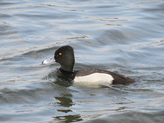 Aythya affinis × collaris