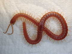 Geophilus becki