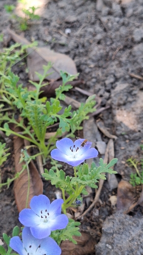Unknown species found near Cerritos, CA 90703, USA