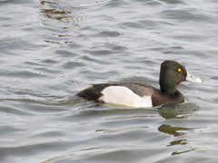 Aythya affinis × collaris