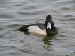 Aythya affinis × collaris
