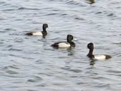 Aythya affinis × collaris